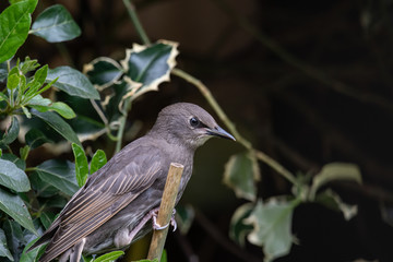 Young starling perched on a stick.