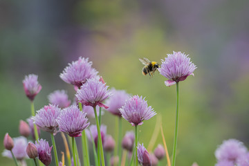 Early bumble bee on chive flower head