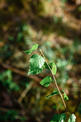 Obraz premium Young branches of a birch in forest