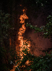 A forest fire burning plants and trees
