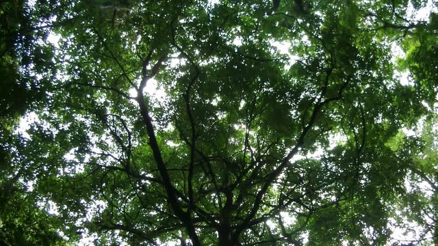 Green tree with branches and leaves,forest trees background in park.nature green in rainy season.
