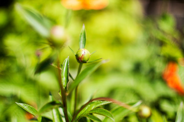 green plant in the garden