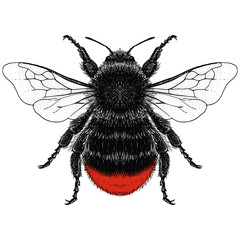 Female Red-Tailed Bumblebee