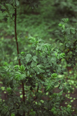 ideal-green in nature