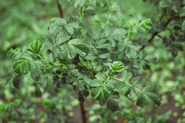 ideal-green in nature