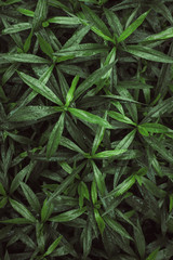 ideal-green in nature