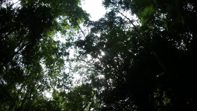 Green tree with branches and leaves,forest trees background in park.nature green in rainy season.