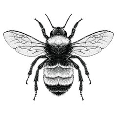 Illustration of an American Bumblebee (Bombus pensylvanicus)
