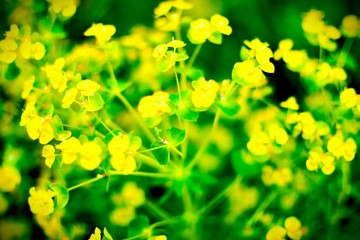  yellow wildflowers on a green blurred background