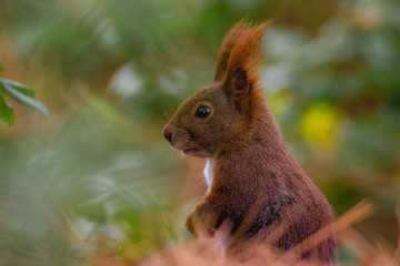 Eichhörnchen 