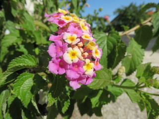 Fiore da giardino