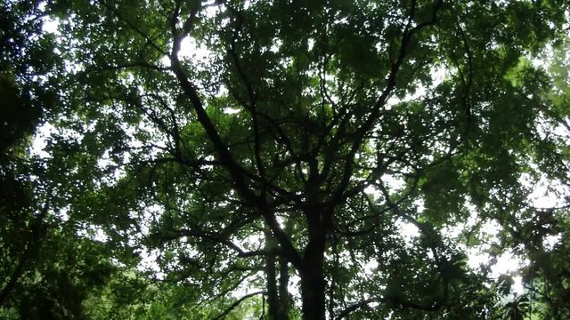 Green tree with branches and leaves,forest trees background in park.nature green in rainy season.
