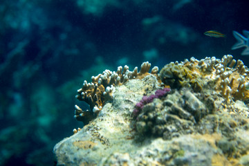 Obraz na płótnie Canvas sea fish near coral, underwater