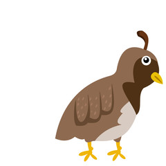 Quil bird clipart