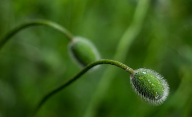 raindrops on the two poppy buds