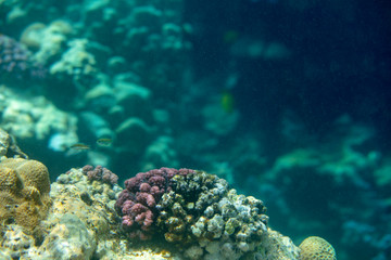 sea fish near coral, underwater