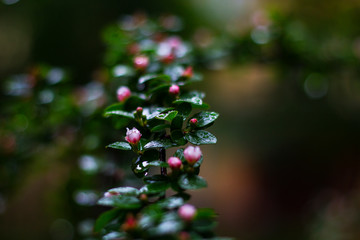 The branch with pink blossom / vertical