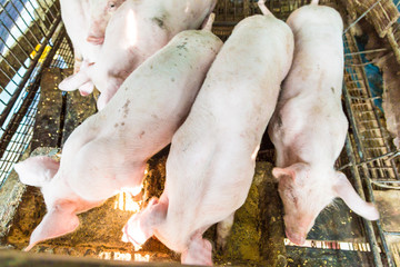 Dirty pig in traditional soil farm