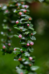 tiny pink flowers on the branch after rain / vertical