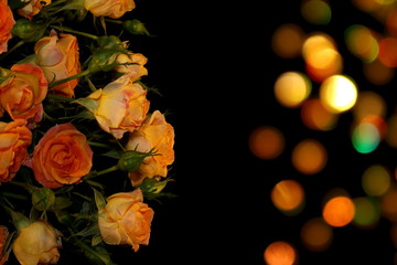 beautiful yellow roses with buds and green leaves on a shiny background