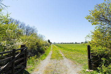 Open gate to a country road with yellow dandelions