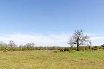 Open landscape with a big oak tree by springtime