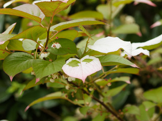 Le kiwi arctique ou Actinidia kolomikta, une plante grimpante ornementale originaire de régions froides d'Asie aux feuilles panachées de blanc, crème et rose aux petites fleurs blanches parfumées.