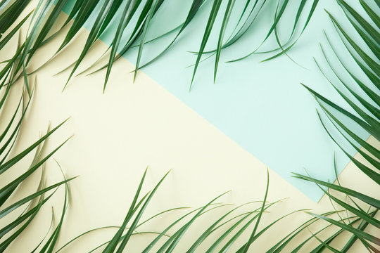 Top view of green tropical leaves on yellow and green background. Flat lay. Summer concept with palm tree leaf, copyspace © uv_group