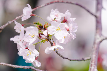 満開の桜