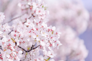 満開の桜