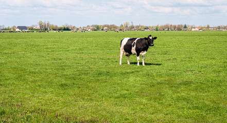 Fototapeta na wymiar Black and white cow stands in a Dutch pasture and looks at the photographer from a distance. The photo was taken in springtime near the village of Almkerk, North Brabant.