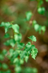 Young branches of a birch in forest