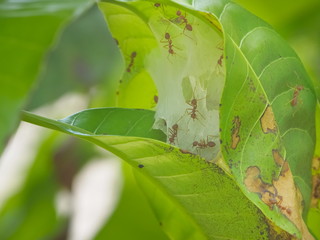 Close-up inside ant's nest, view a group of red ants making the nest on green leaf with green nature blurred background.