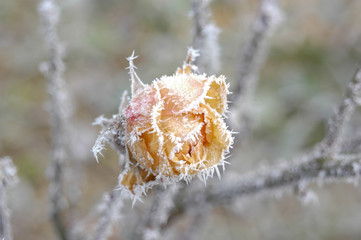 Rosenblüte