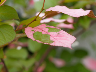 Variegated-leaf hardy kiwi or Actinidia kolomikta, an ornamental a woody climbing plant native of...