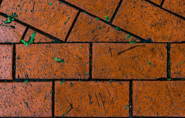 The orange paving stones and leaves after the rain