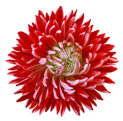 red aster flower, white isolated background with clipping path. Nature. Closeup no shadows.