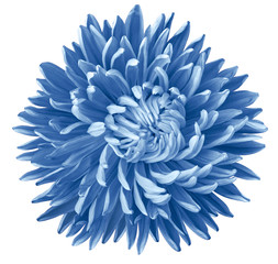light blue aster flower, white isolated background with clipping path. Nature. Closeup no shadows.