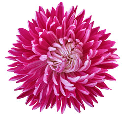 pink aster flower, white isolated background with clipping path. Nature. Closeup no shadows.