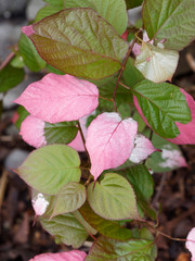Variegated-leaf hardy kiwi or Actinidia kolomikta, an ornamental a woody climbing plant native of...
