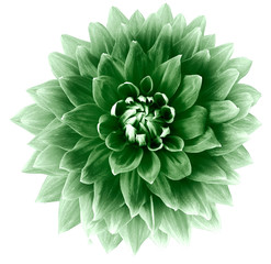 green flower dahlia on a white background isolated with clipping path. Closeup. big  flower for...