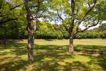 Fototapeta premium Green trees and lawn in the park ,Shikoku,Japan