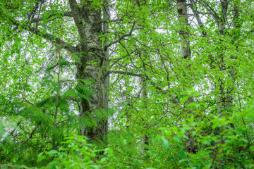 Old Growth Birch Forest