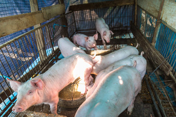Swine young piglet farmland