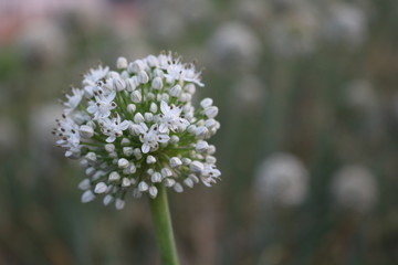 blossoming bolls of onion