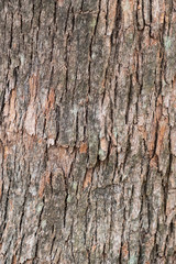 Old wood tree bark texture background
