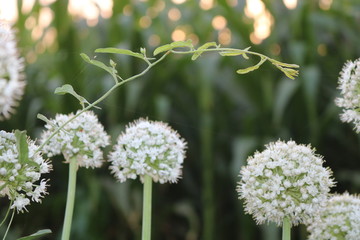 blossoming bolls of onion