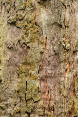 Old wood tree bark texture background