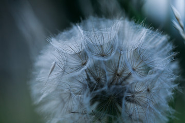 Close up abstract dandelion seeds bouquet background. Blowing away scenery