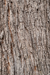 Old wood tree bark texture background